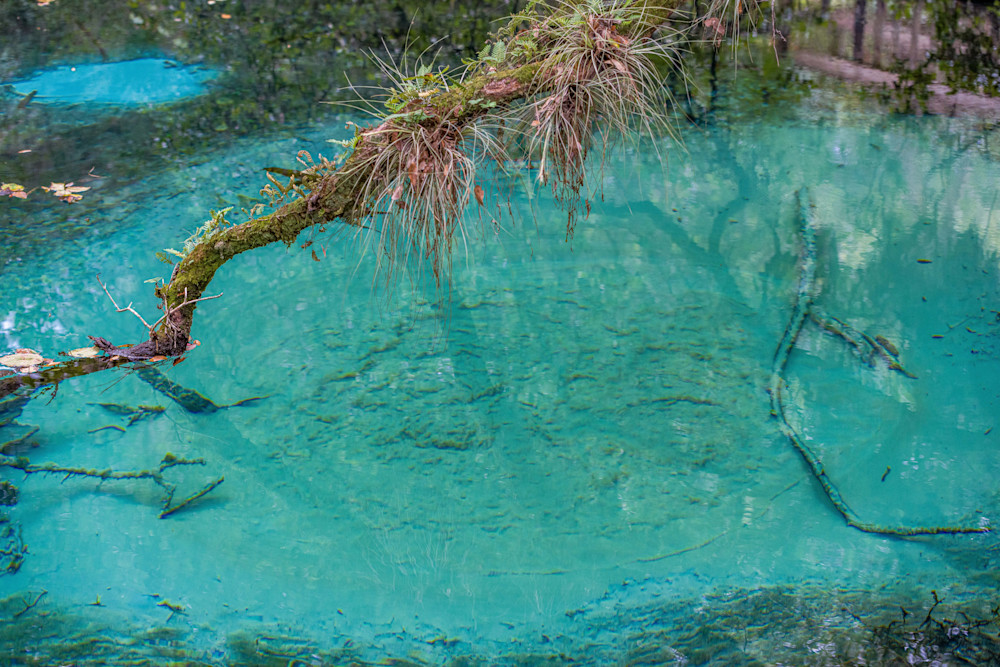 Fern Hammock Springs Boils Photography Art | kramkranphoto