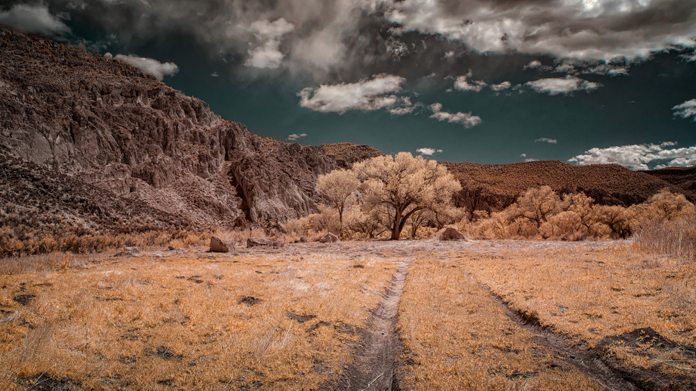 Dried Tracks, Cottonwoods And Clouds, Nevada Photography Art | davidarnoldphotographyart.com