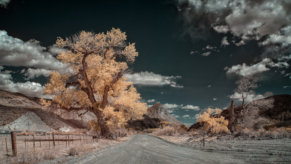 Large Cottonwood, Gravel Road Near Elgin, Nevada Photography Art | davidarnoldphotographyart.com
