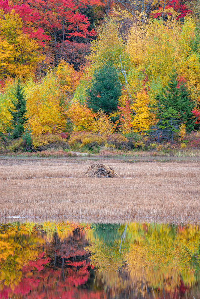 Lily Pond, Livermore, New Hampshire Photography Art | Jeremy Noyes Fine Art Photography