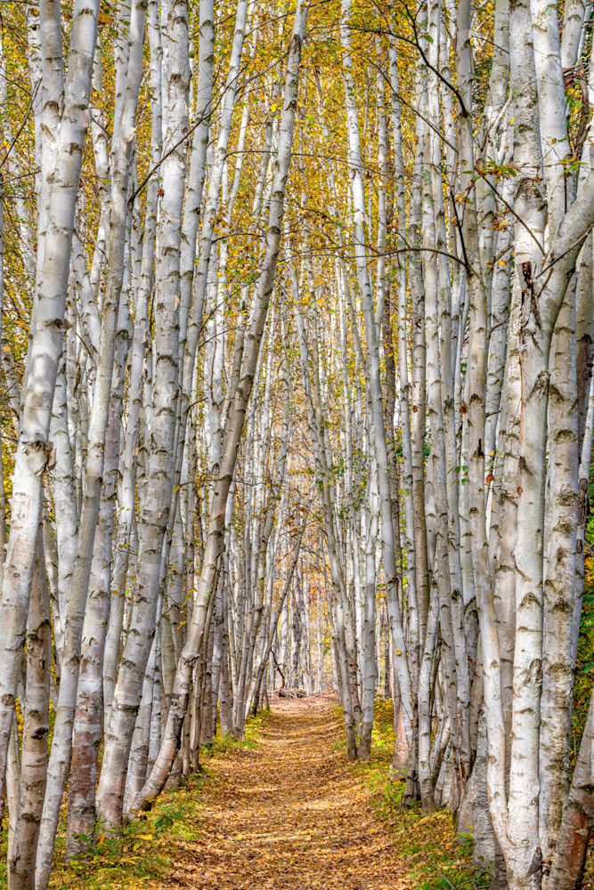 Birches Of New Hampshire Photography Art | Jeremy Noyes Fine Art Photography