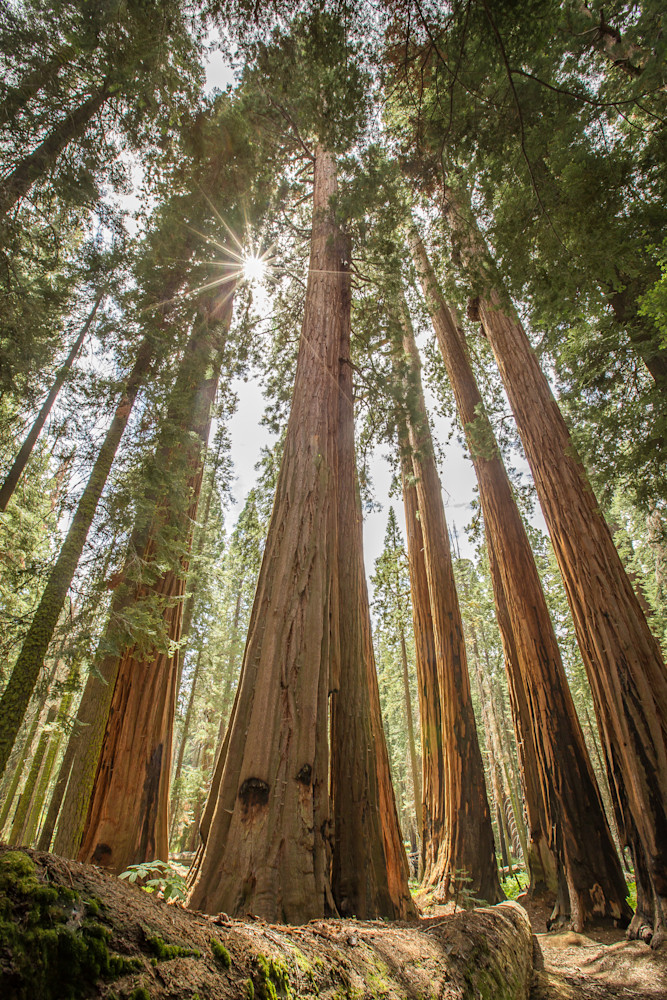 Sequoia National Park   California Photography Art | Jeremy Noyes Fine Art Photography