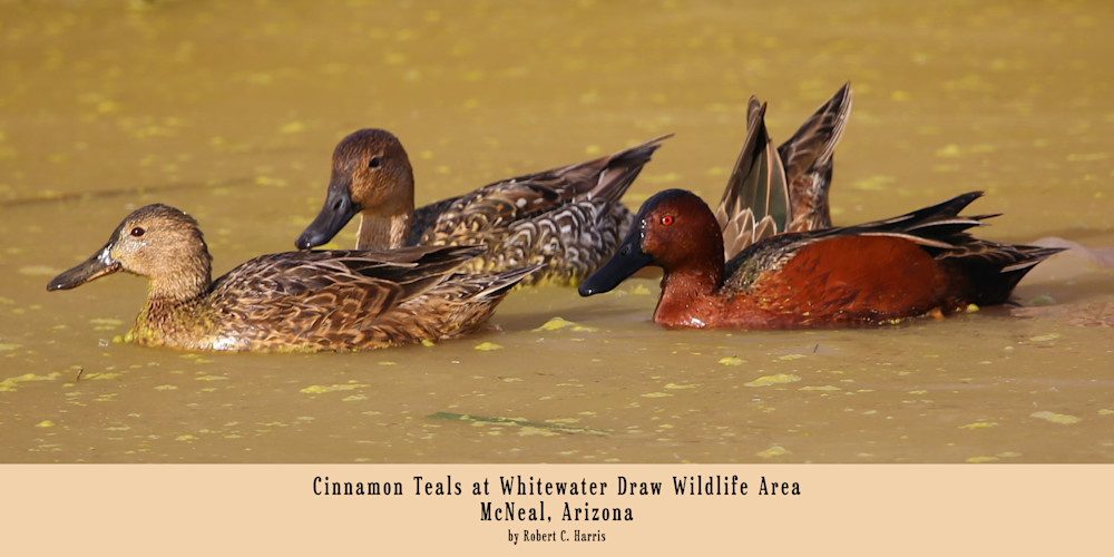 Cinnamon Teals at Whitewater Draw | Lion's Gate Photography