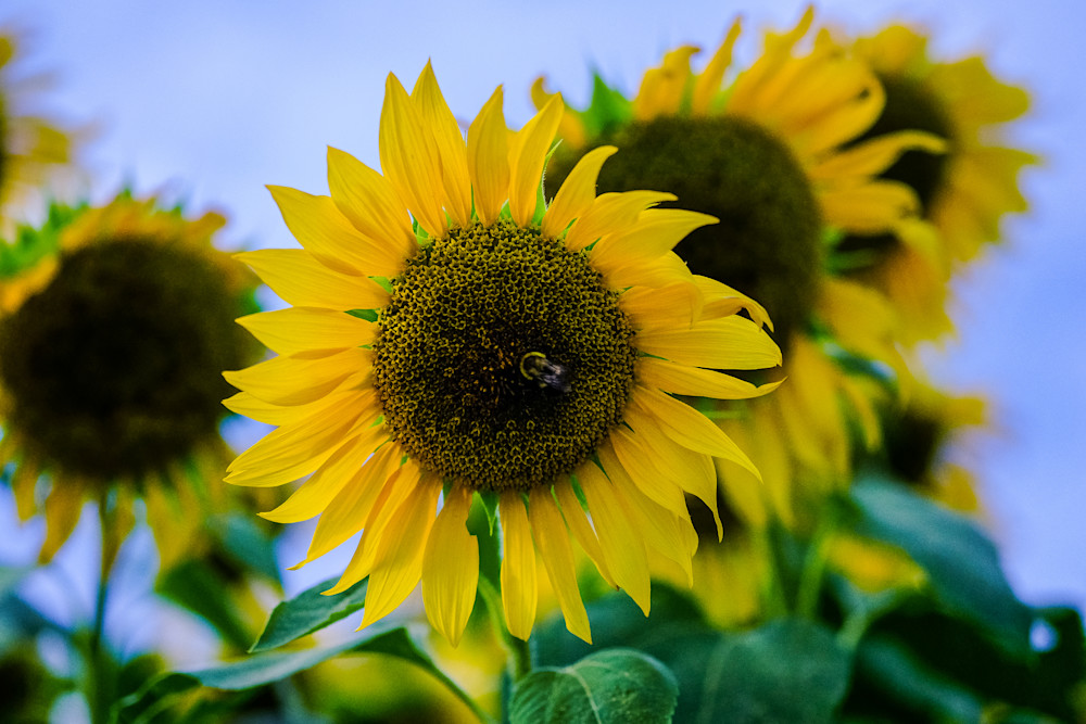 Sunflowers, Flora Series Photography Art | Morgane Mathews Fine Art Photography