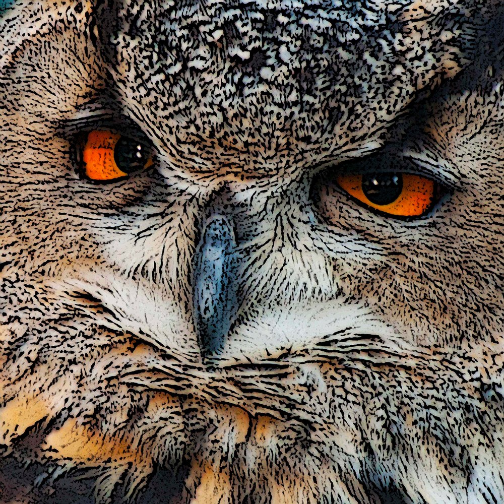 Hawk Owl Photography Art | Charles Clark Photography