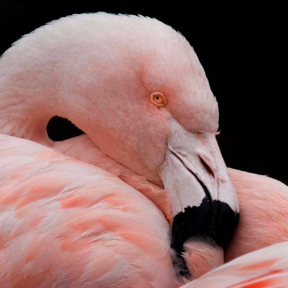Flamingo Photography Art | Charles Clark Photography