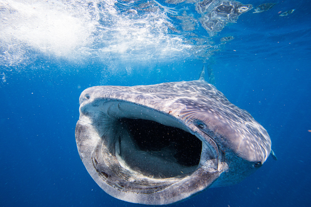 Whale Shark Feeds Photography Art | Scuba Network NYC