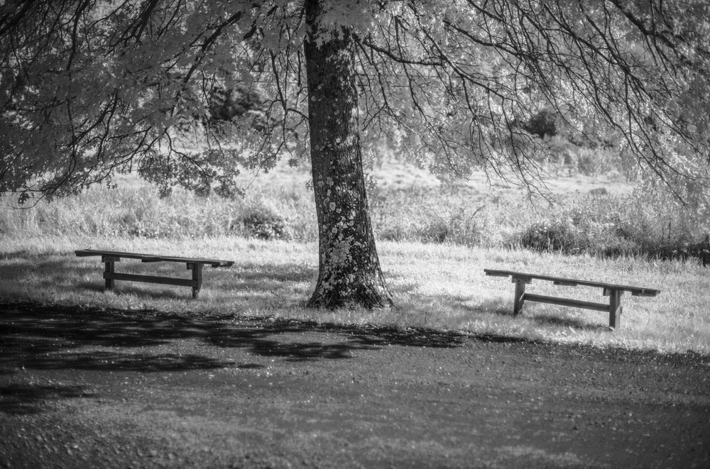 Two Benches Under an Oak Tree