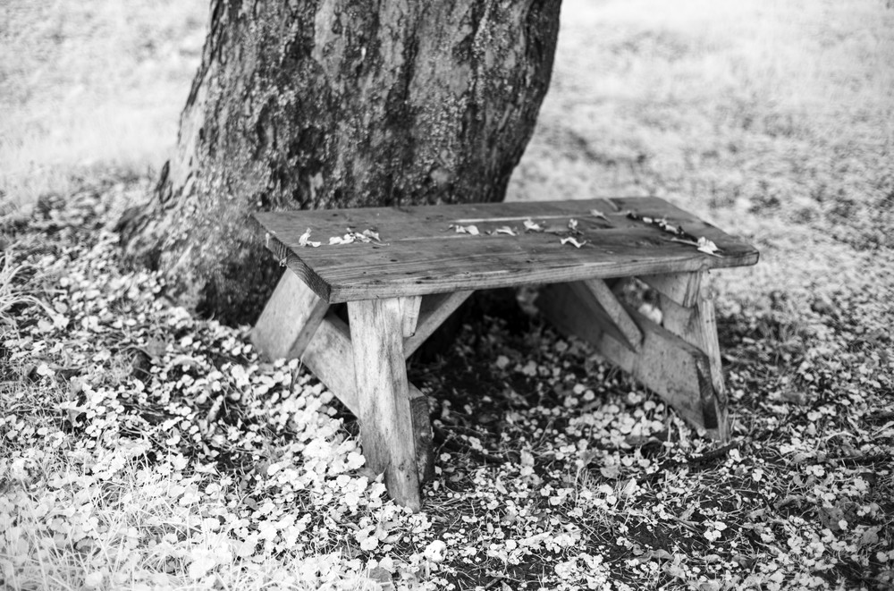 Bench Under a Tree