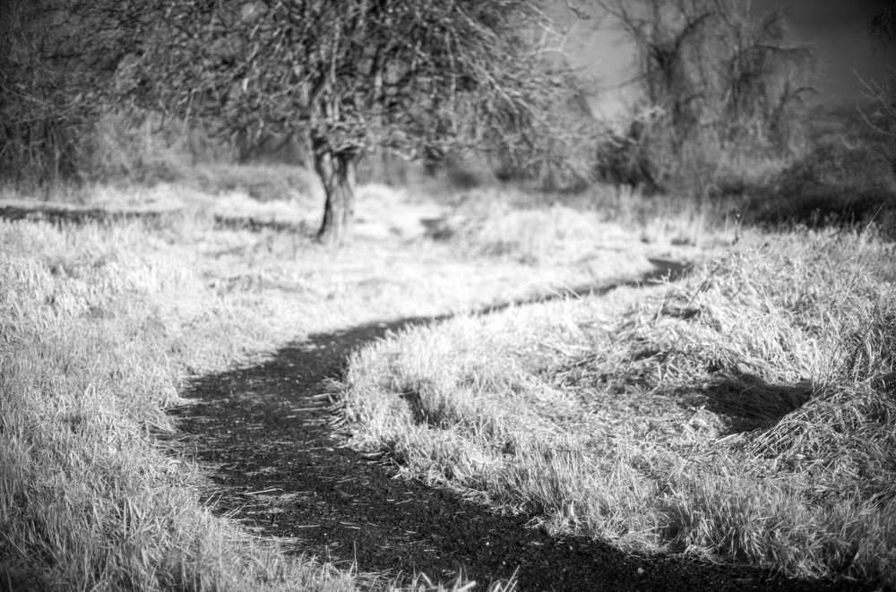 Winding Path, Infrared