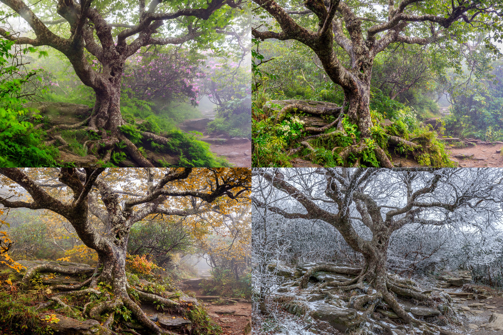 All Four Seasons Of The Twisted Birch On The Craggy Pinnacle Art | Red Rock Photography