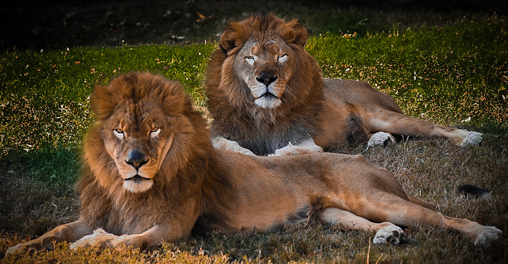 Lions Of Judah Photography Art | John's Photos