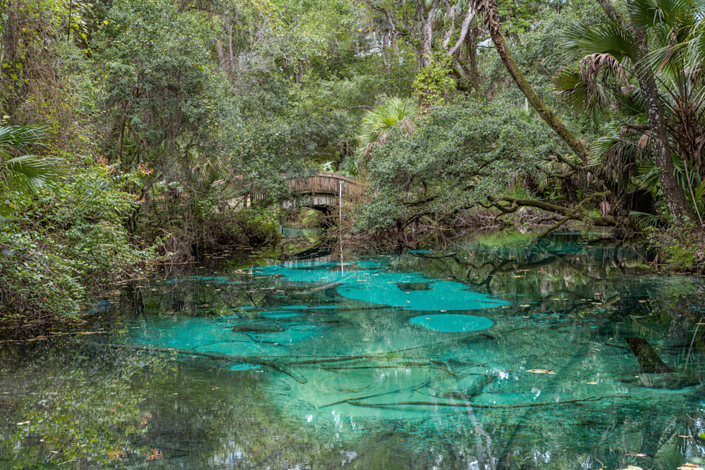 Fern Hammock Springs Photography Art | kramkranphoto