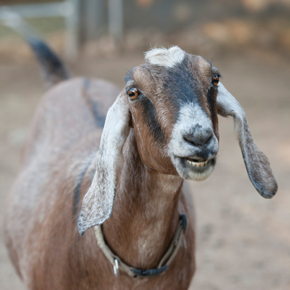 Floppy Ear Goat Bella Photography Art | Nature is Fine Art