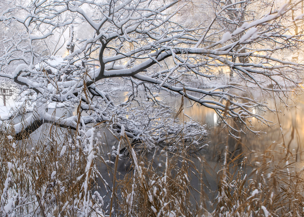 Snowy Tangle Of Branches Photography Art | Marc Sherman Photography