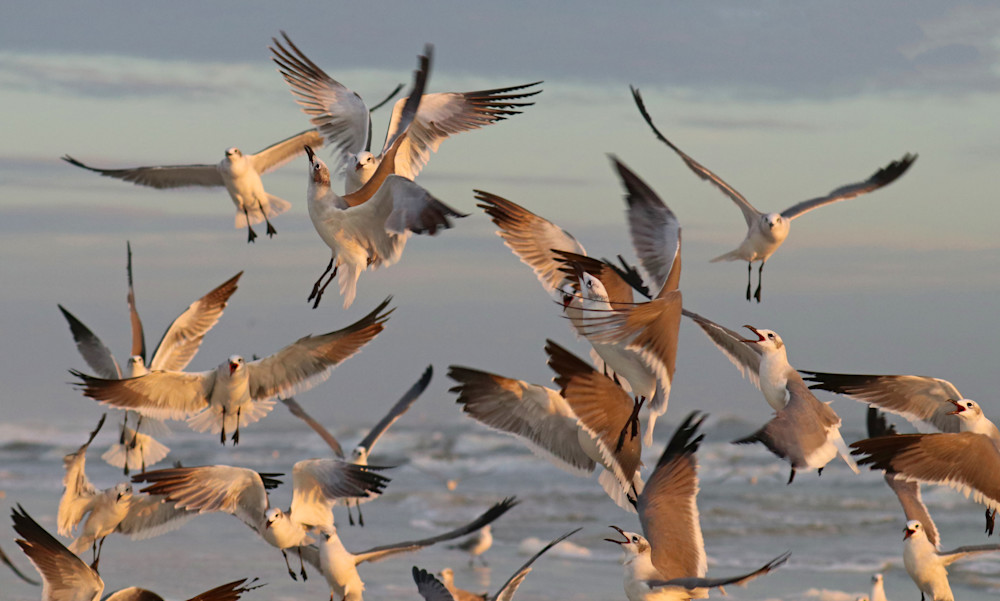Sunrise Flock  Photography Art | Shelley Lynch Photography