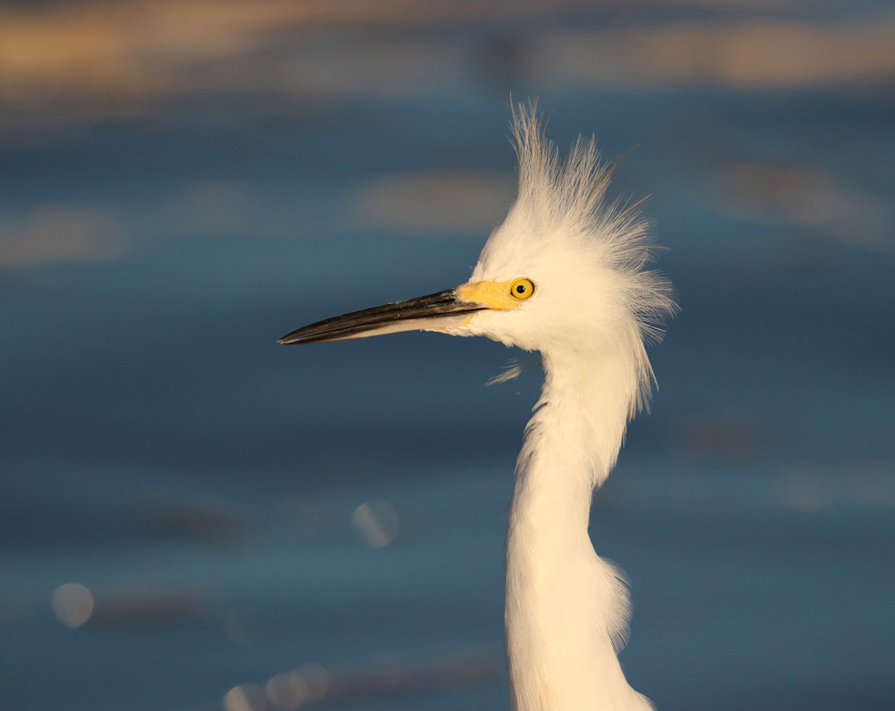 Beautiful Profile Photography Art | Shelley Lynch Photography