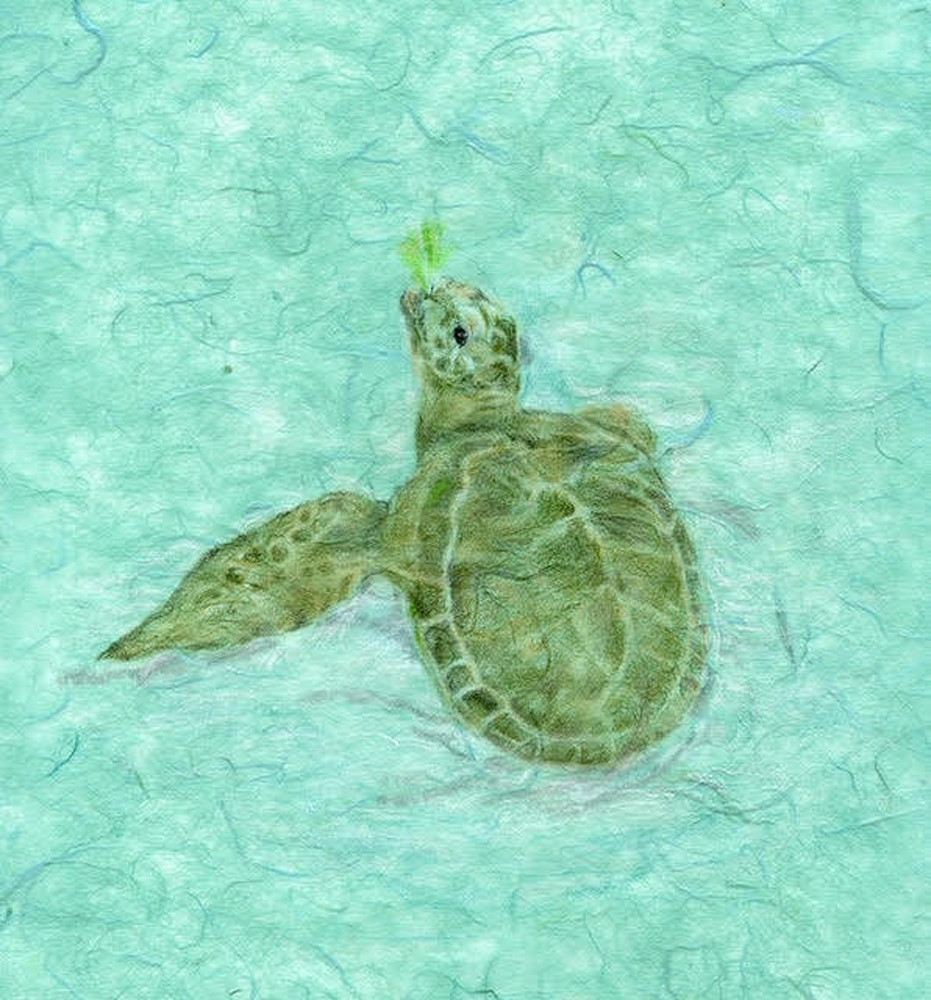 Loggerhead Turtle Eating Lettuce Art | Kathleen Slaven Art