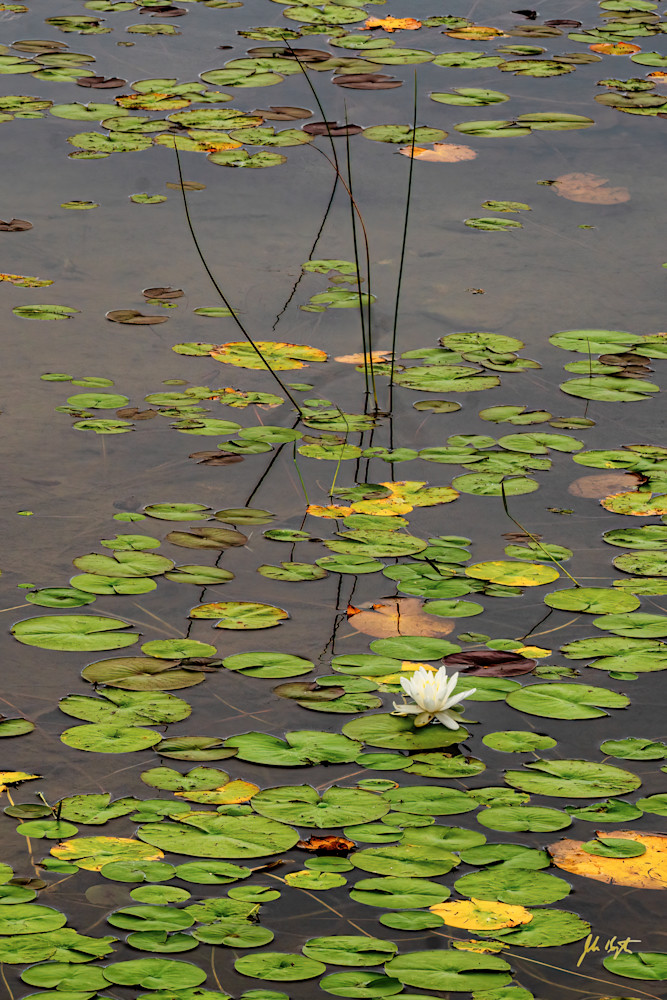 Jordon Pond Water Lily No. 1  Photography Art | John Kennington Photography