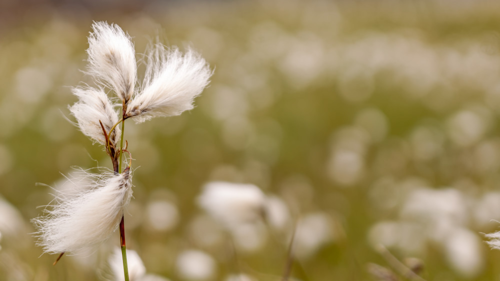 Profound Beauty - Bog Cotton - Scotland