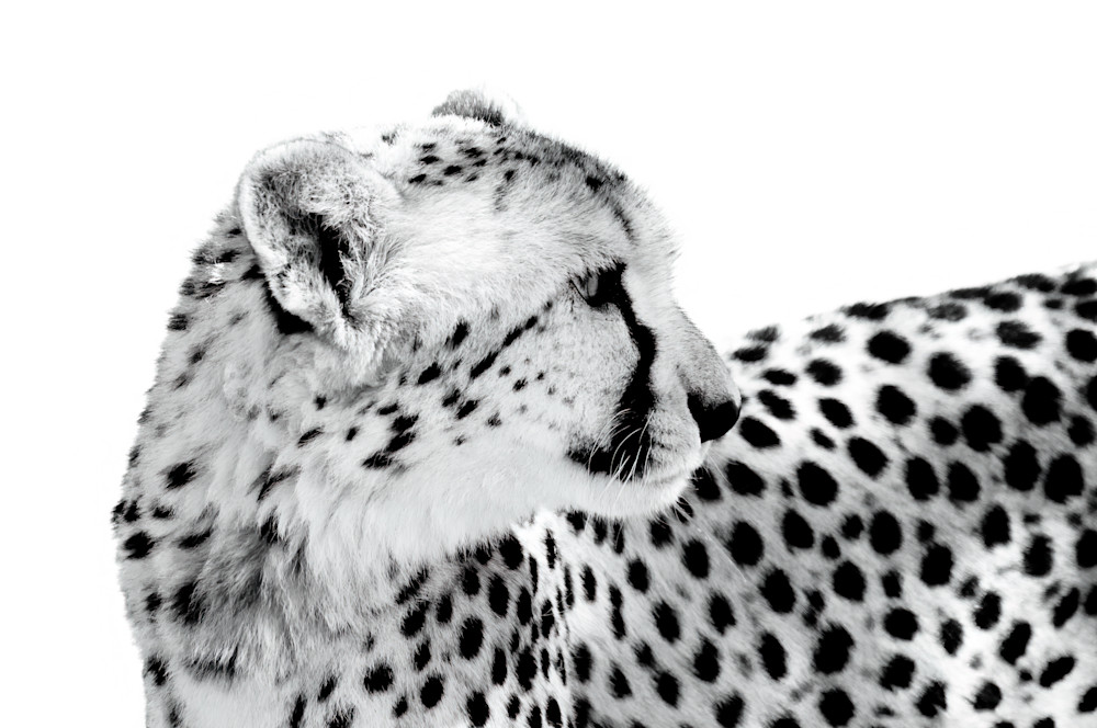 Cheetah Ii Photography Art | Beth Wold Fine Art Gallery