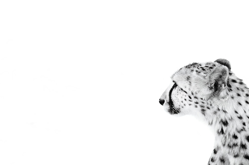 Cheetah Iii Photography Art | Beth Wold Fine Art Gallery