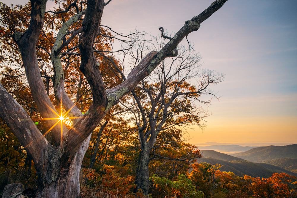 Sunset in the Autumn amongst the trees of the Blue Ridges in Shenandoah National Park - Fine Art Print