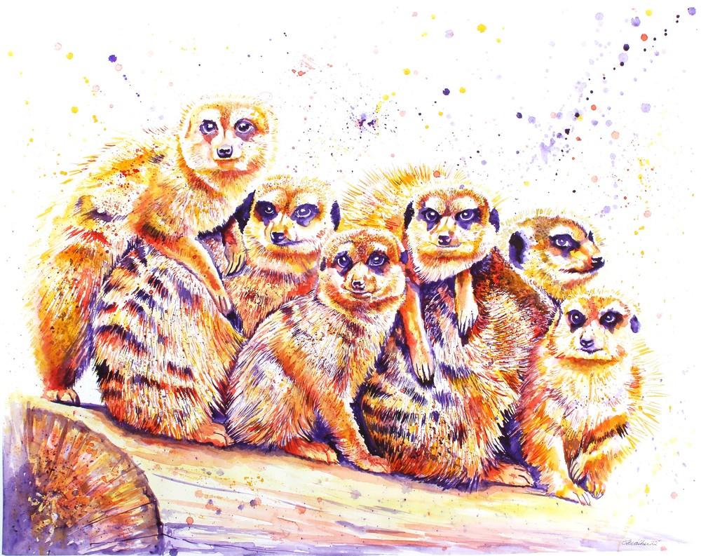 Safari Collection - Meerkats