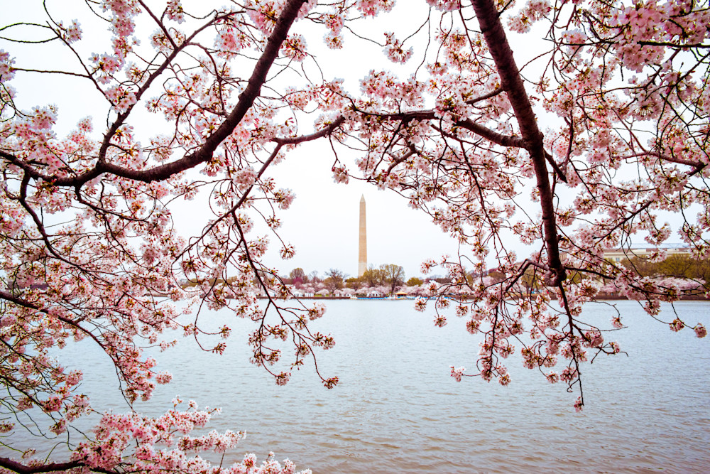 Cherry trees along the Tidal Basin with flowers framing the Washington Monument in Washington, DC - Fine Art Photography