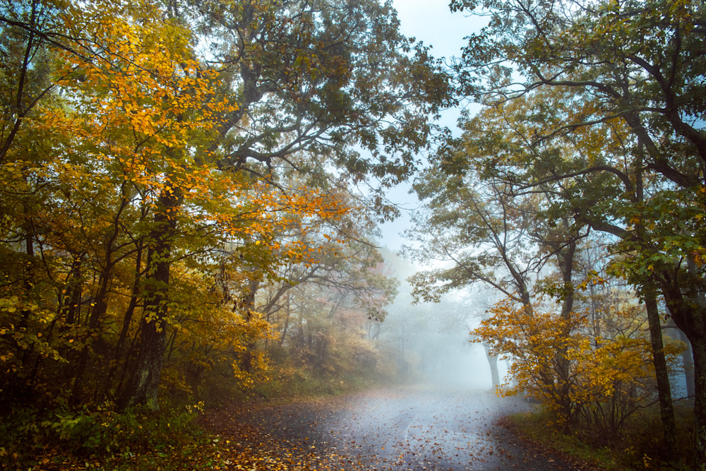 Foggy Road through an Autumnal Forest in Virginia - Fine Art Print