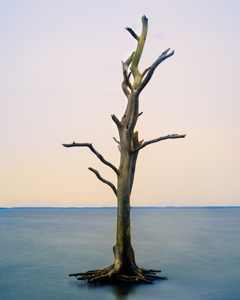 A tree long bereft of it's foliage on Assateague Island National Seashore in Maryland - Fine Art Photography