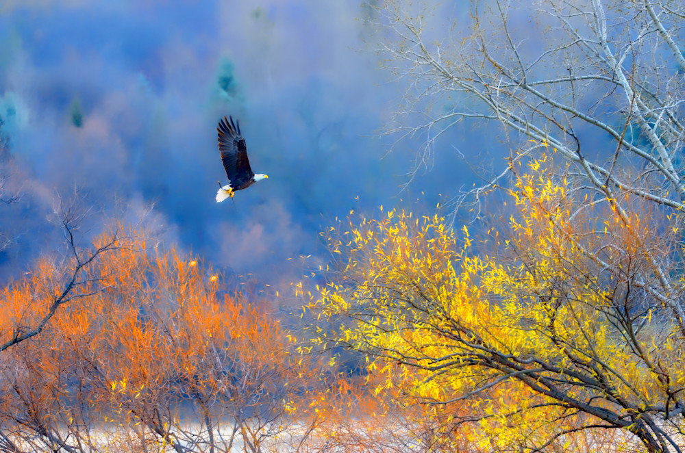 Bald Eagles Photo Gallery