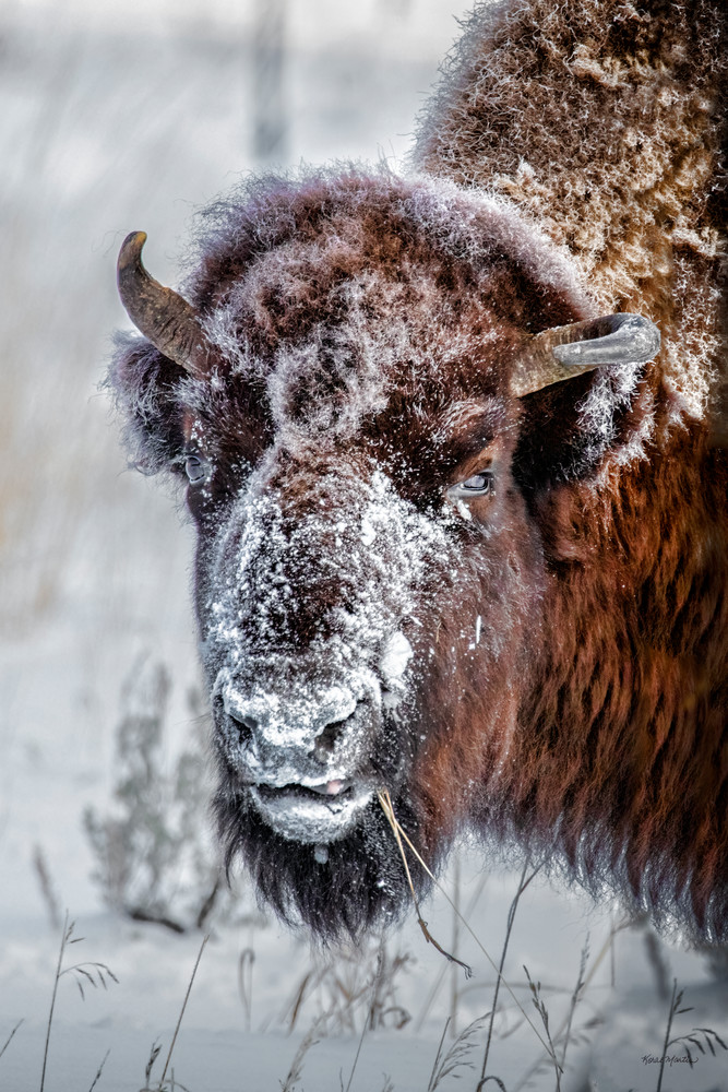Scrounging   American Bison   Yellowstone National Park   785 V Photography Art | Koral Martin Fine Art Photography