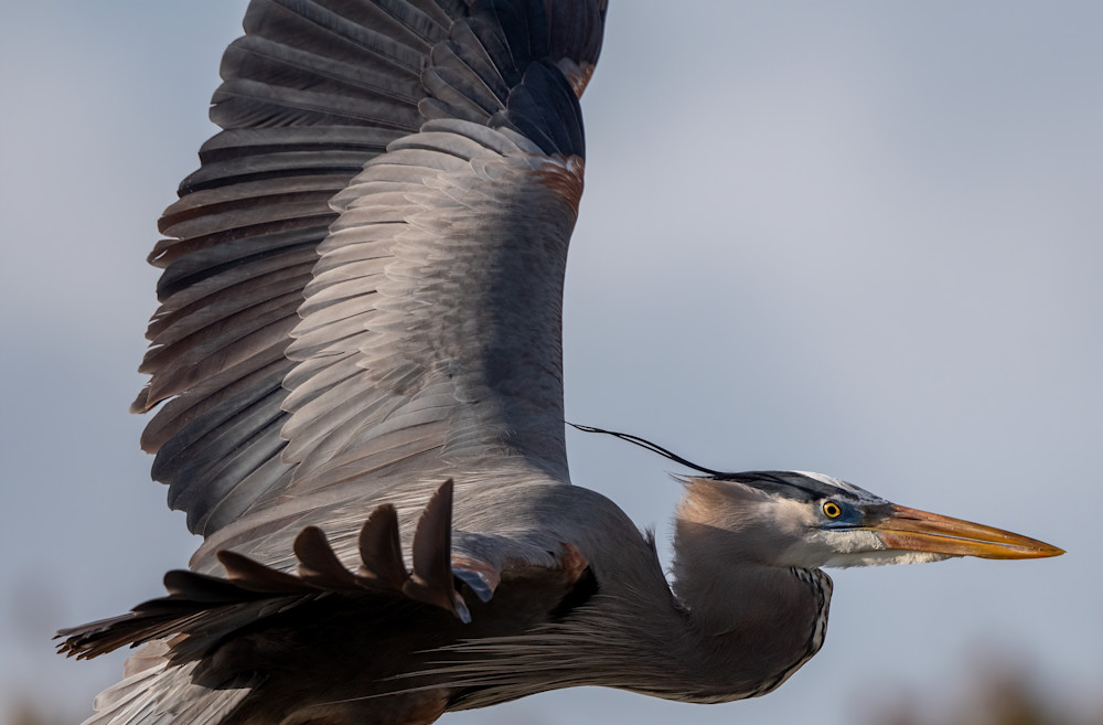 Great Blue Heron Fly By Photography Art | Susie Rivers Photography