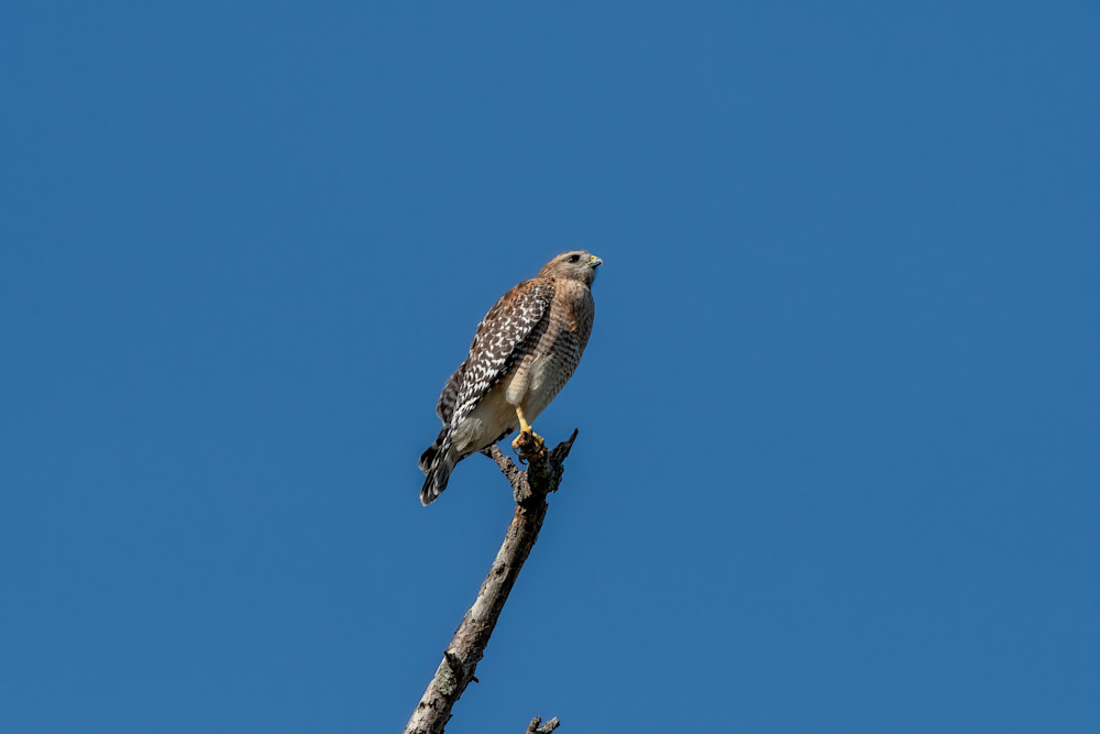 Red Shouldered Hawk Photography Art | Susie Rivers Photography