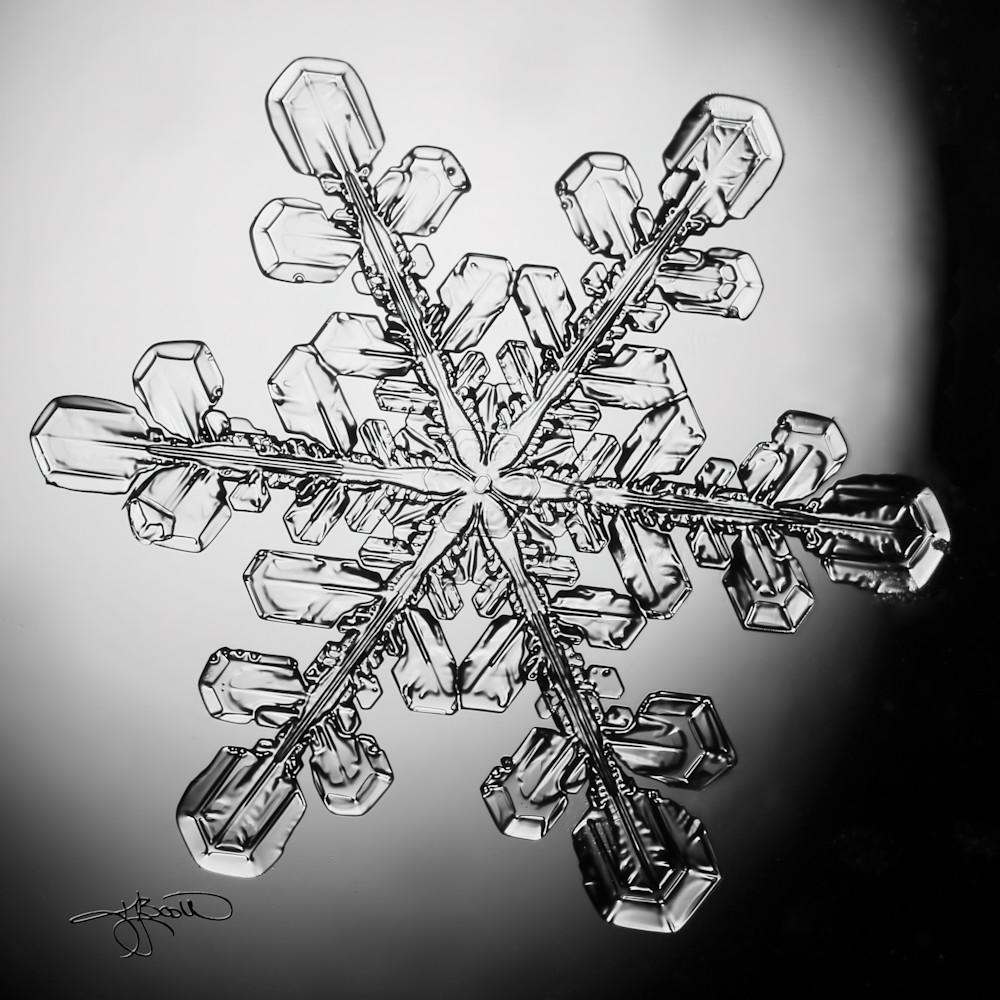 Classic Stellar Dendrite Snow Crystal Black And White