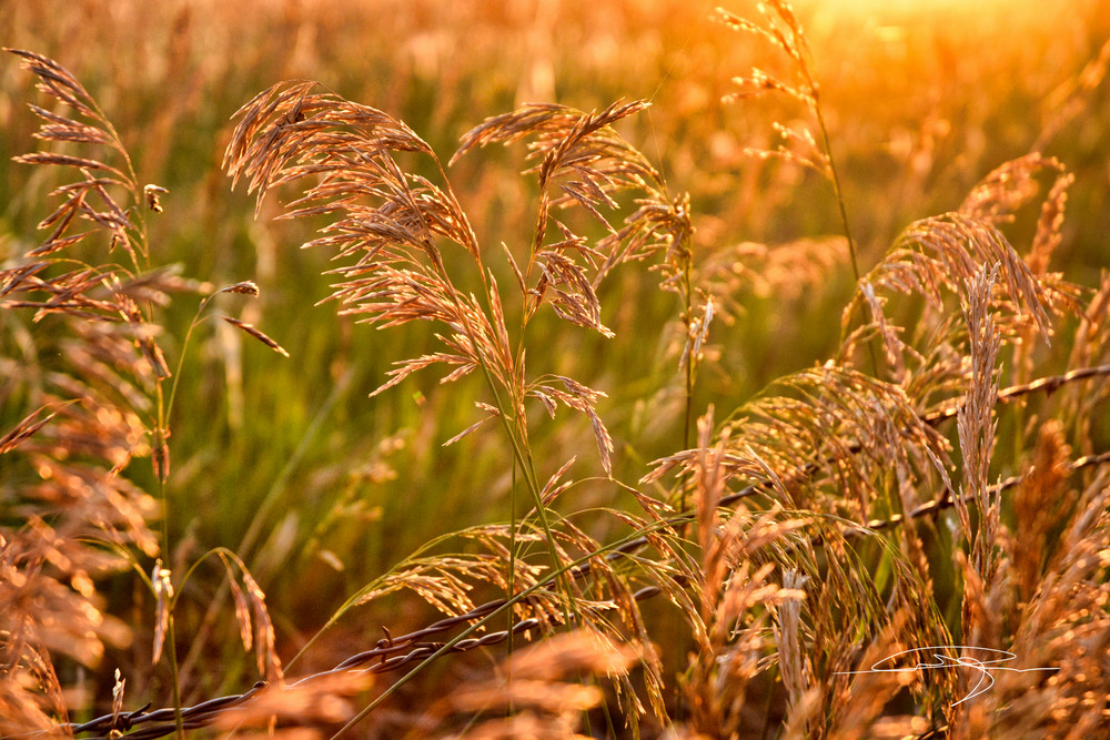 Field In The Morning Sun Photography Art | Audrey Nilsen Studios