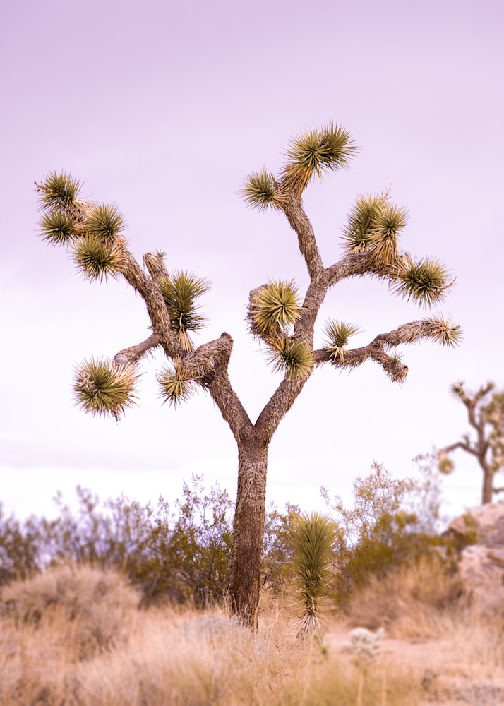 Joshua Tree Photo, California Desert Photography, Travel Photography, National Park, Landscape Print, Desert Wall Decor
