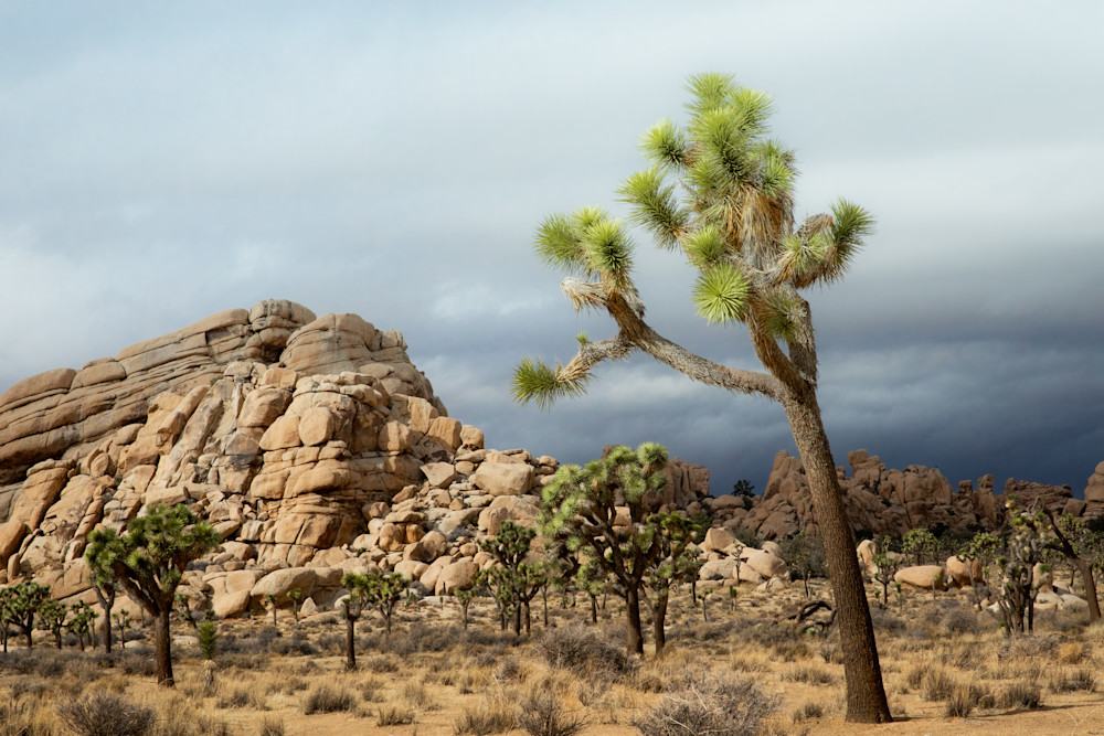 Joshua Tree Photo #2, California Desert Photography, Travel Photography, National Park, Landscape Print, Desert Wall Decor