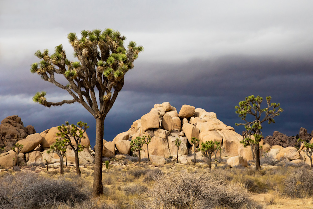 Joshua Tree Photo #2, California Desert Photography, Travel Photography, National Park, Landscape Print, Desert Wall Decor