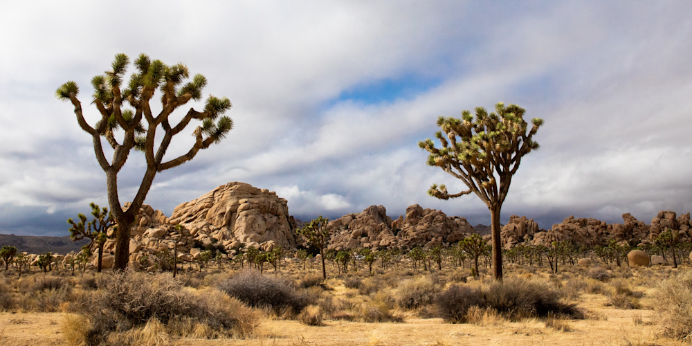 Joshua Tree Photo, California Desert Photography, Travel Photography, National Park, Landscape Print, Desert Wall Decor