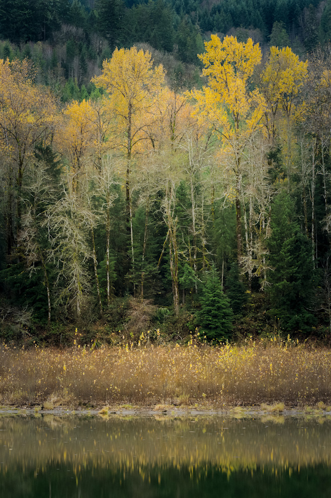 Late Autumn Colors, Taidnapam Park South, Washington, 2021