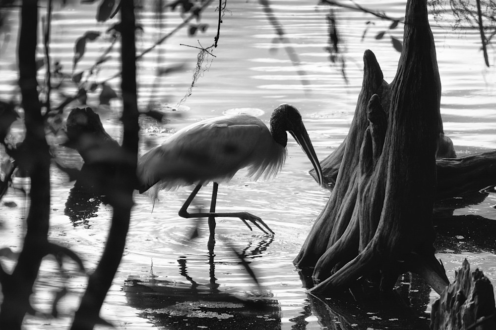 A Wood Stork Wades in the Waters of the Hillsborough River, Tampa, Florida - Fine Art Photography Prints