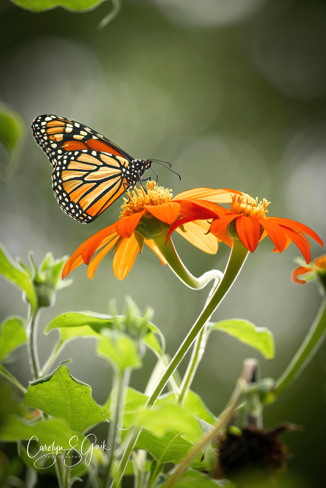 Sipping Sunshine   Monarch Butterfly Photography Art | Photo Art By Carolyn 