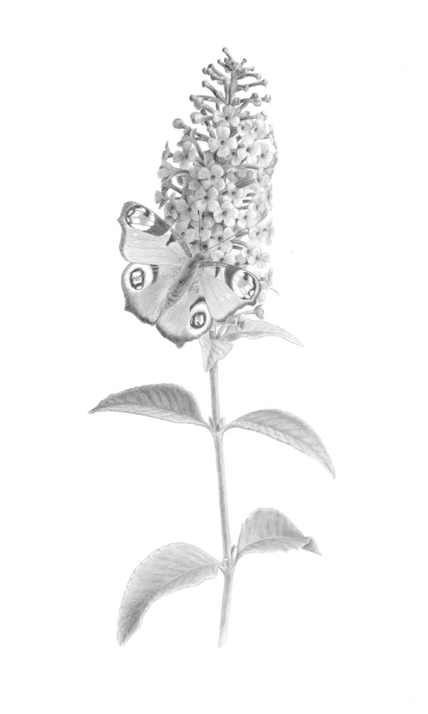 Fountain Butterfly Bush Botanical Drawing Art | Diane Cardaci Art