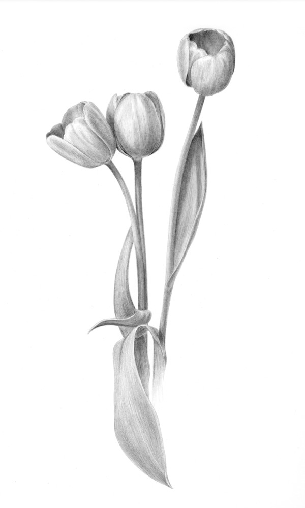 Tulips Art | Diane Cardaci Art