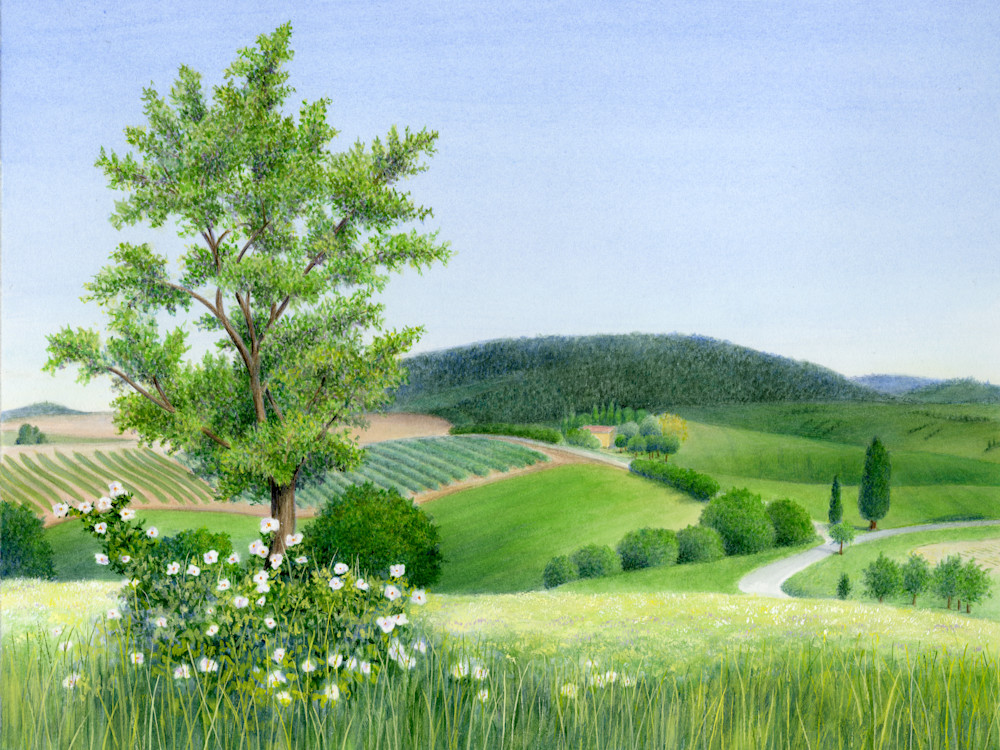 Tuscan Spring  In The Val D' Orcia Tuscany Italy Art | Diane Cardaci Art