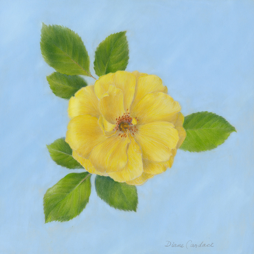 Garden Rose Art | Diane Cardaci Art