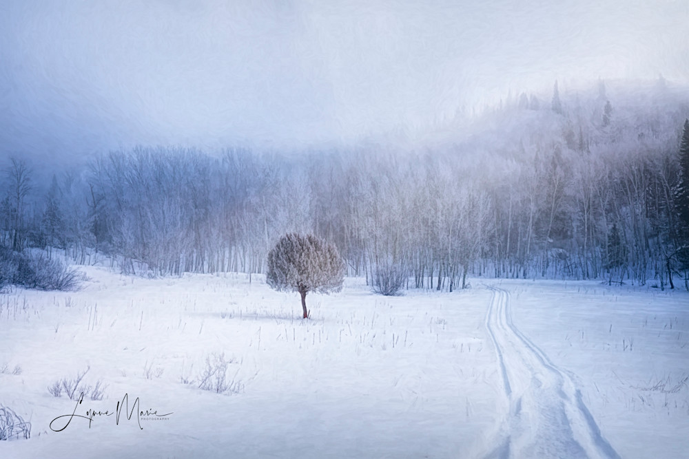 A Foggy Winter Day Photography Art | Lynne Marie Photography