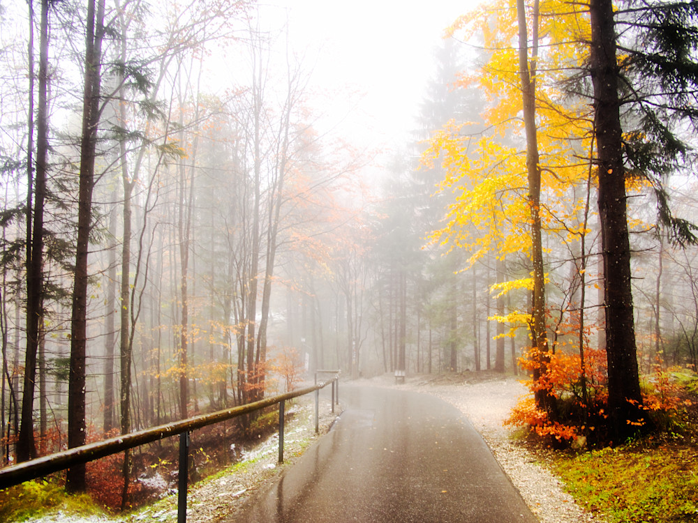 Fine Art Photography of a Bavarian Forest During Autumn in Bavaria